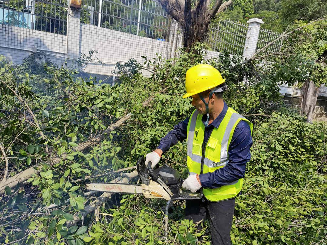 广州菲律宾网赌合法平台公司的工人正在锯掉被台风刮倒的树枝